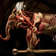 Image for article titled This is what a skinless elephant and a shark made out of blood vessels look like